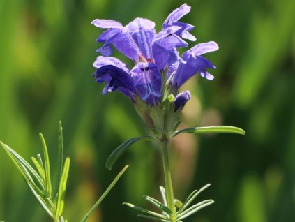 Včelník skalní - Dracocephalum ruyschiana