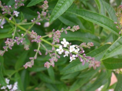 Verbena citrónová - Aloisie