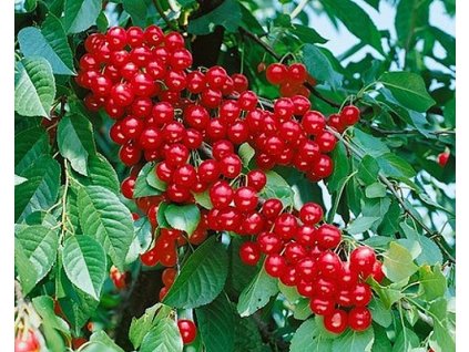 Višňa 'Meteor Koraj'