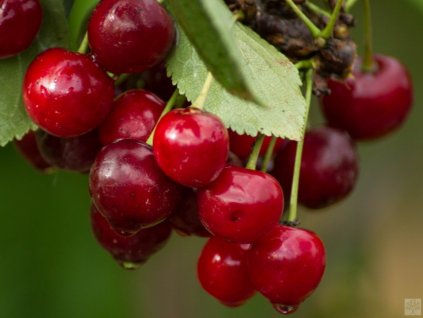 Višňa 'Morela neskorá'