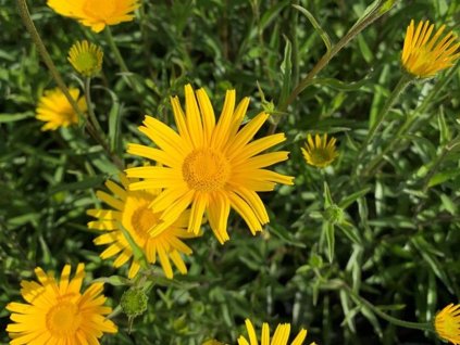 Volské oko vŕbolisté 'Alpengold' - Buphtalmum salicifolium 'Alpengold'