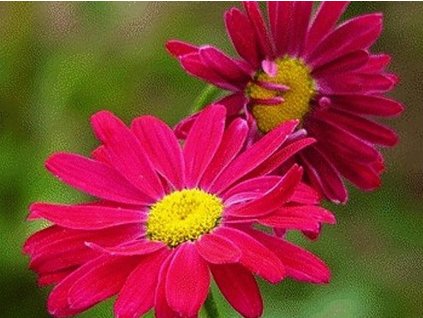 Vratič, Kopretina šarlátová 'Duro' - Tanacetum coccineum 'Duro'