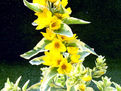 Čerkáč bodkovaný 'Variegata' - Lysimachia punctata 'Variegata'