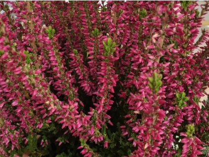 Vres obyčajný 'Amethyst'