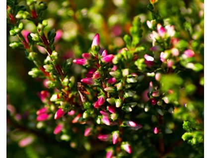 Vres obyčajný 'Angie'