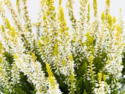 Vres obyčajný 'Anja'