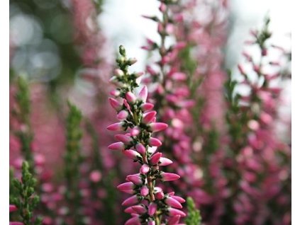 Vres obyčajný 'Aphrodite'