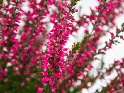 Vres obyčajný 'Athene'