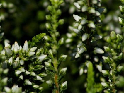 Vres obyčajný 'Helena'