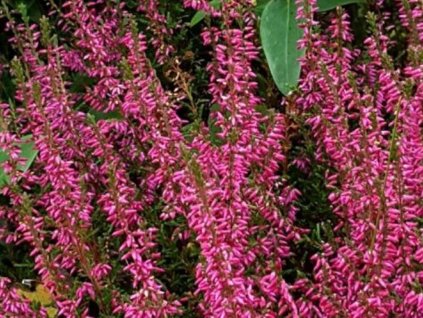 Vres obyčajný 'Sylvia'