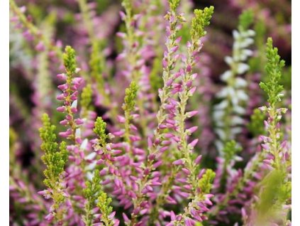 Vres obyčajný 'Tessa'