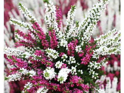 Vres obyčajný 'Twins'