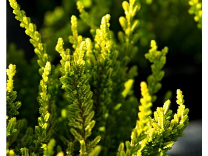 Vres obyčajný 'Zetta'