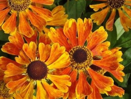 Helénium x hybr. 'Waltraud' - Helenium x hybr. 'Waltraud'
