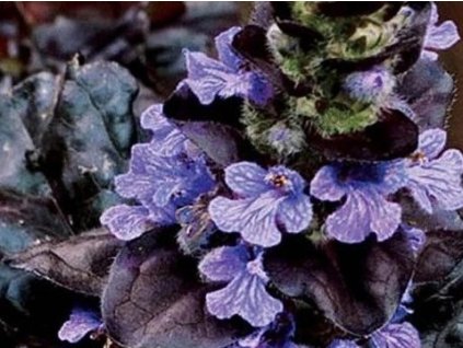 Zbehovec plazivý 'Black Scallop' (EU22637) - Ajuga reptans 'Black Scallop'