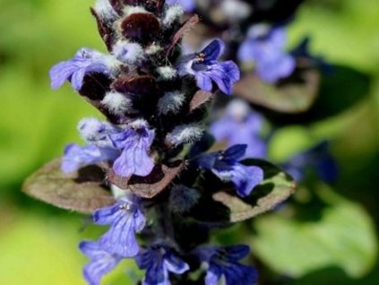 Zbehovec plazivý 'Catlin's Giant' - Ajuga reptans 'Catlin's Giant'