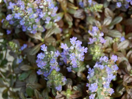 Zbehovec plazivý 'Mahogany' - Ajuga reptans 'Mahogany'