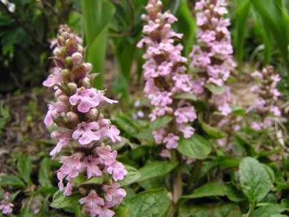 Zbehovec plazivý 'Pink Surprise' - Ajuga reptans 'Pink Surprise'