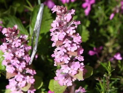 Zbehovec plazivý 'Pink Surprise' - Ajuga reptans 'Pink Surprise'