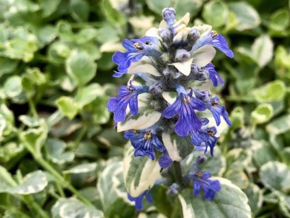 Zbehovec plazivý 'Variegata' - Ajuga reptans 'Variegata'