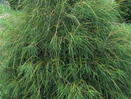 filiformis