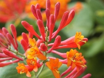 Zemolez Brownov 'Dropmore Scarlett'