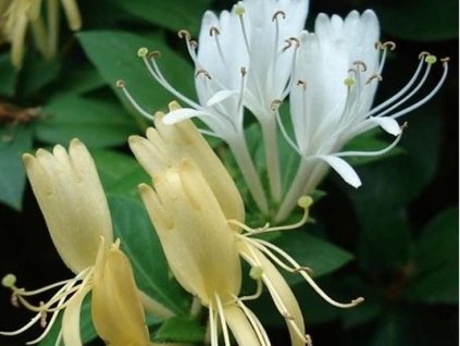 Zemolez japonský 'Halliana'