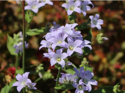 Zvonček širokolistý 'Prichard's Variety' - Campanula lactiflora 'Prichard's Variety'