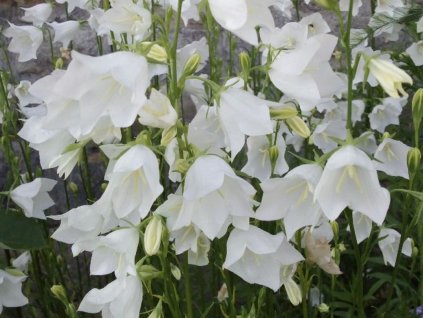 Zvonček broskyňolistý  'Grandiflora Alba' - Campanula persicifolia 'Grandiflora Alba'