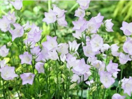 Zvonček broskyňolistý 'Takio F1 Blue White Picotee'