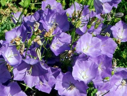 Zvonček karpatský - Campanula carpatica