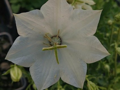 Zvonček karpatský 'Alba' - Campanula carpatica 'Alba'