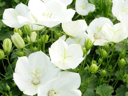 Zvonček karpatský 'Pearl White' - Campanula carpatica 'Pearl White'