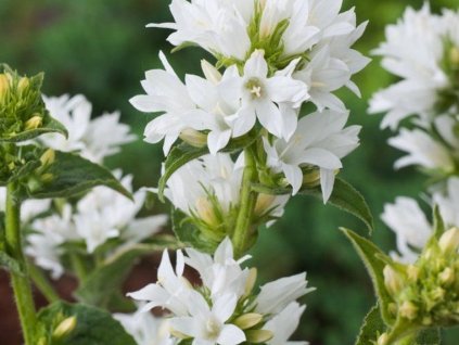 Zvonček klbkatý 'Alba' - Campanula glomerata 'Alba'