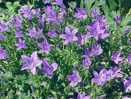 Zvonček Poscharskov - Campanula poscharskyana