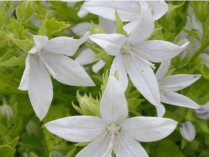 Zvonček Poscharskov 'E.H.Frost' - Campanula poscharskyana 'E.H.Frost'