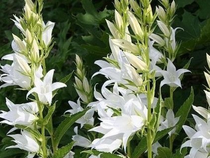 Zvonček širokolistý - Campanula latifolia var. macrantha