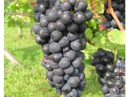 Vinič 'Svätovavrinecké'