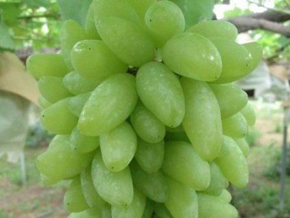 Vinič 'Pizzutello bianco'