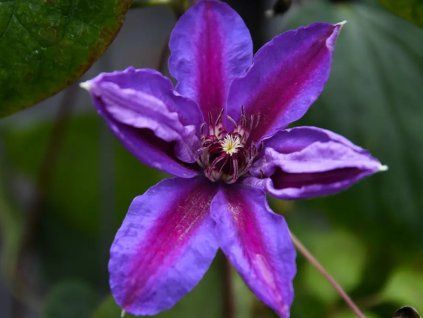clematis fireworks