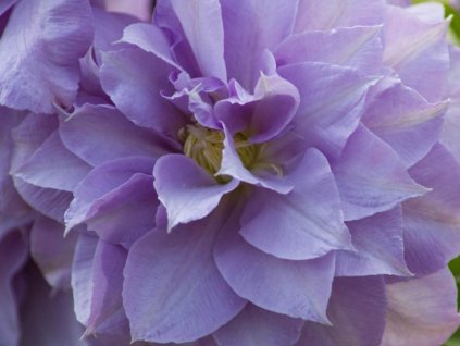Plamienok 'Louise Rowe'