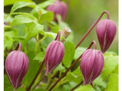 clematis pink dream