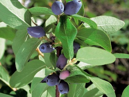 Zemolez kamčatský 'Zojka'