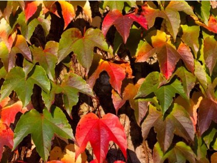 Prísavník trojlaločný 'Green Spring'