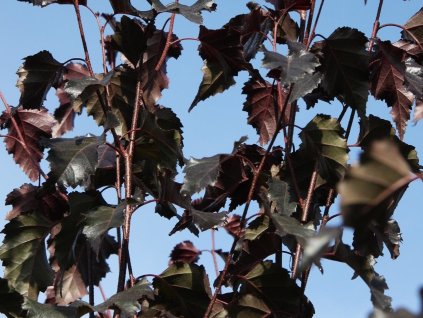 Breza bielokorá 'Royal Frost'