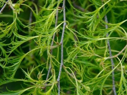 Breza previsnutá 'Trost's Dwarf'
