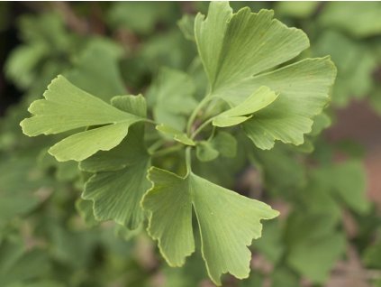 Ginko dvojlaločné 'Anny's Dwarf'