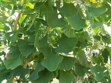 Ginko dvojlaločné 'Autumn Gold'
