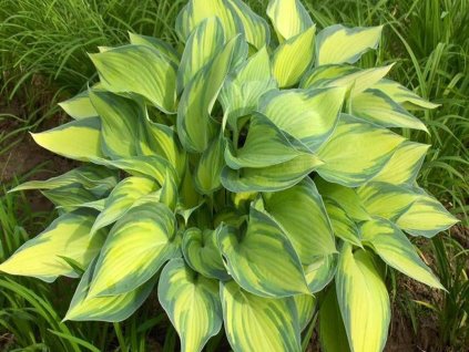 Hosta 'June' - Hosta 'June'