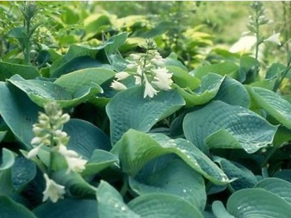 Hosta 'Elegans' - Hosta sieboldiana 'Elegans'